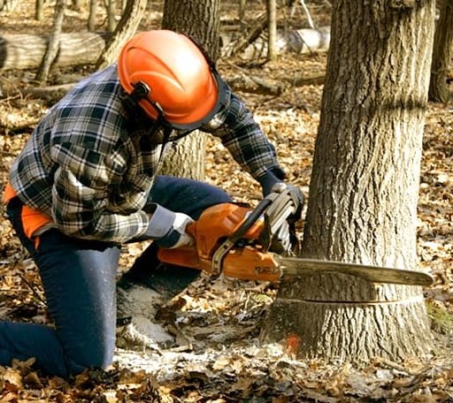 Tree Removal in Buffalo, TX